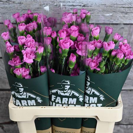 <h4>Di Tr Malibu</h4>