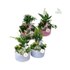 SC003 Loes Blue/Pink Mix