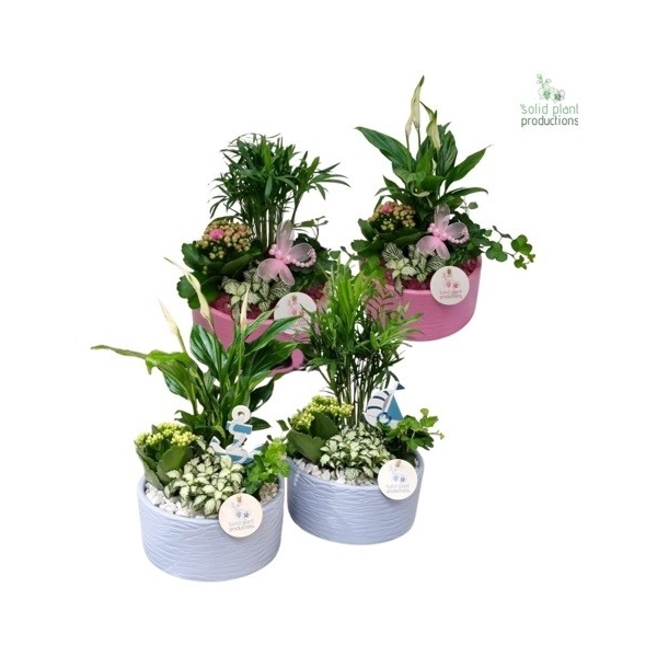 SC003 Loes Blue/Pink Mix