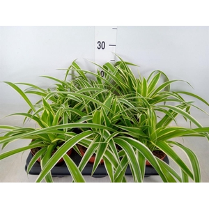 Chlorophytum com.