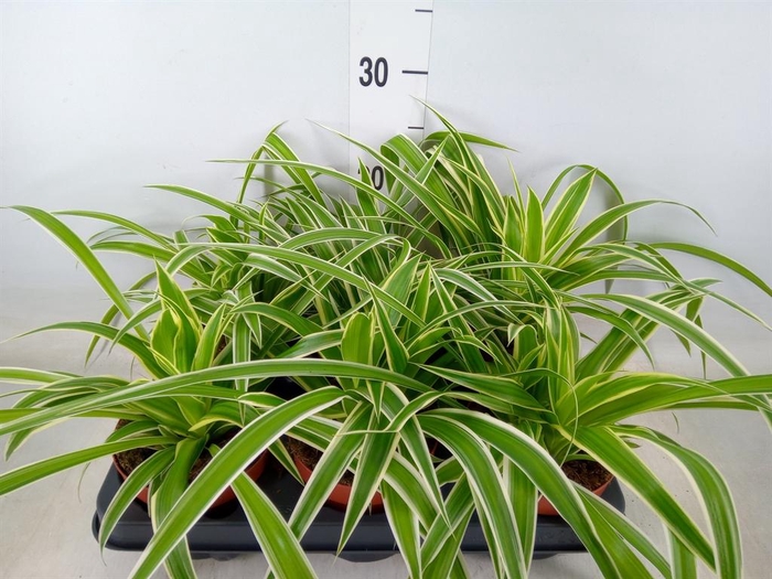 <h4>Chlorophytum com.</h4>