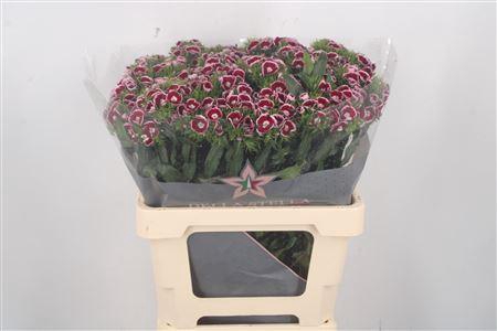 <h4>Di Barb King 60cm</h4>