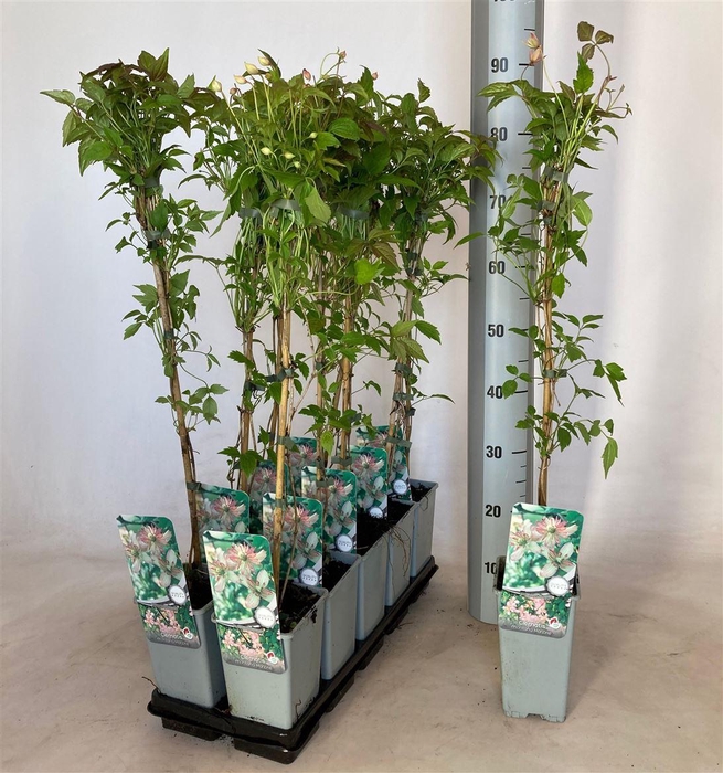 <h4>Clematis Montana Grp 'Marjorie'</h4>