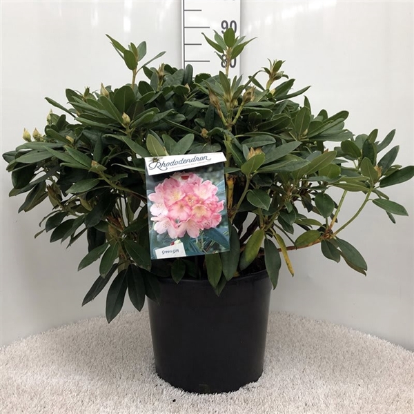 <h4>Rhodo. (Y) 'Percy Wiseman' salmon/pink</h4>