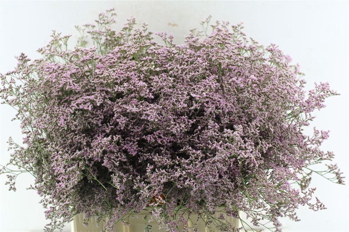 <h4>Lim Saf Oshi Pink</h4>