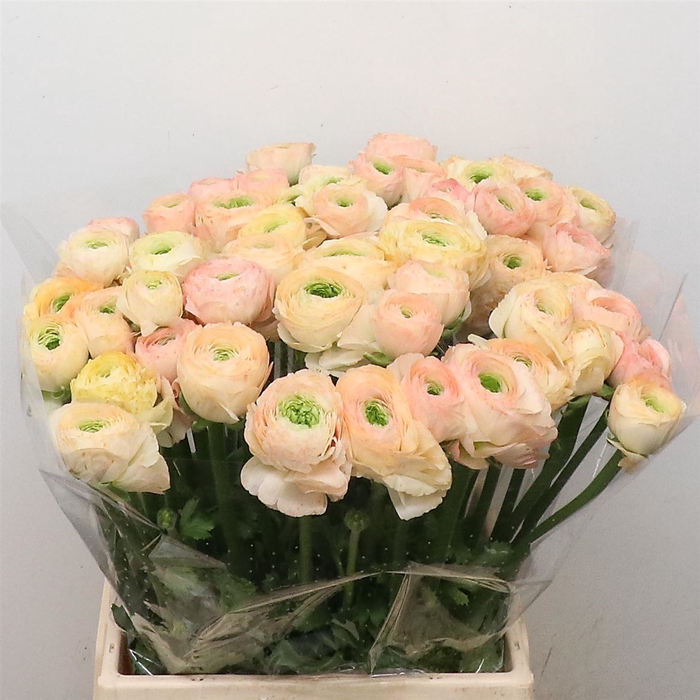 <h4>Ran Su Sr Tuareg I</h4>