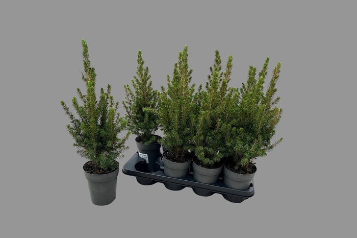 <h4>PICEA GL CONICA</h4>