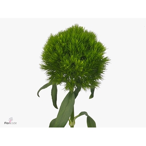 Dianthus Green Wicky