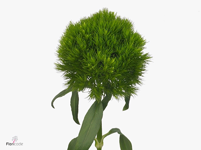 <h4>Dianthus Green Wicky</h4>