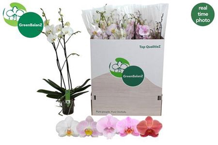 <h4>Phal Gem 2 Branches 18+</h4>