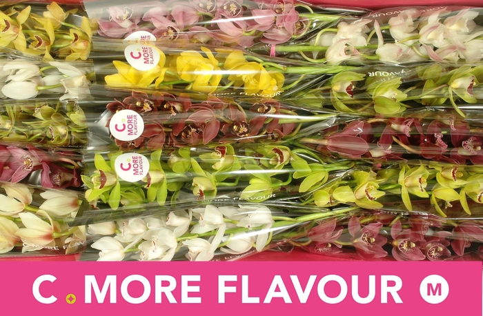 <h4>CYMB MI GEM</h4>