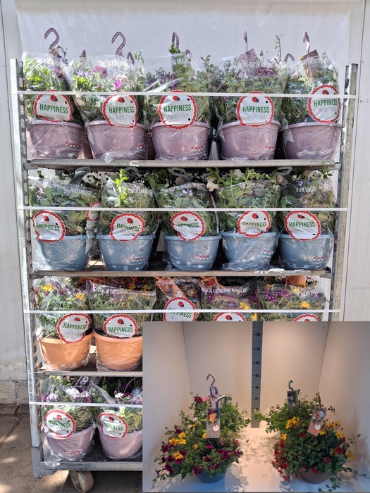 <h4>PERKPL GEM IN POT</h4>