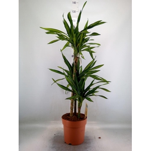 Dracaena frag. 'Riki'