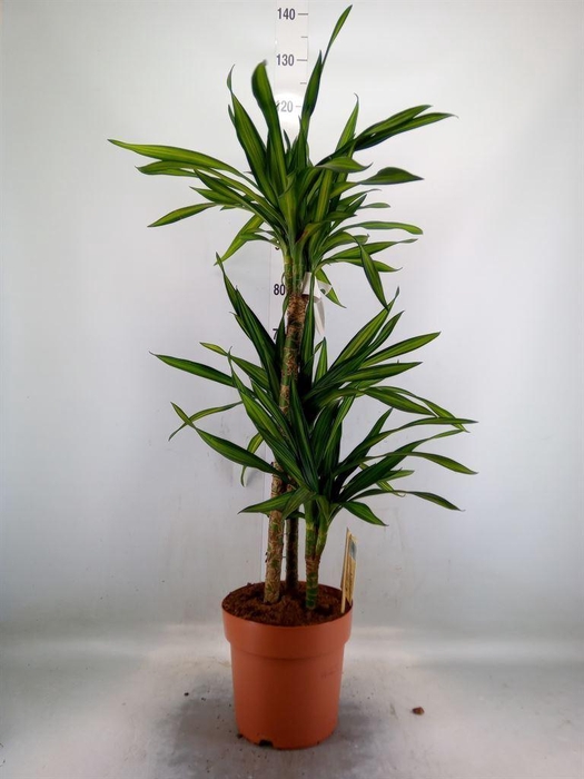 <h4>Dracaena frag. 'Riki'</h4>