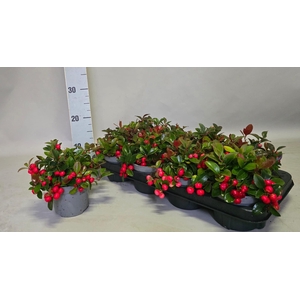 GAULTH PROCUMBENS