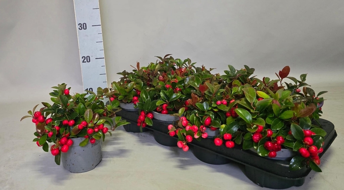 <h4>GAULTH PROCUMBENS</h4>