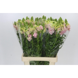 Antirrhinum Potomac Cherry Rose