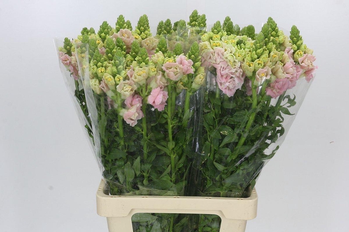 <h4>ANTIRRHINUM POTOMAC CHERRY ROSE</h4>