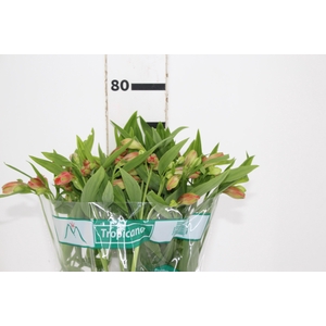 ALSTROEMERIA TROPICANA 080 CM