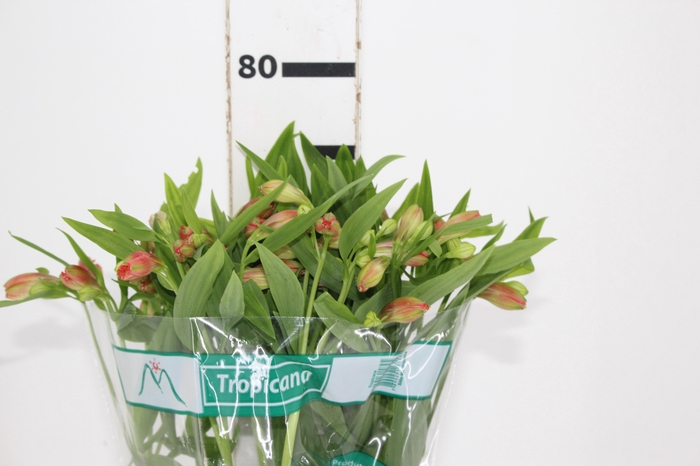 <h4>ALSTROEMERIA TROPICANA 080 CM</h4>