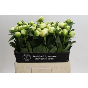 Paeonia Lact. Bridal  Shower