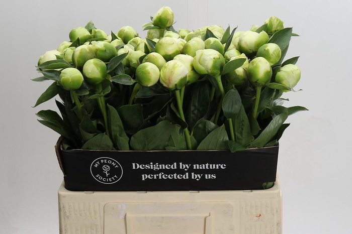 <h4>Paeonia Lact. Bridal  Shower</h4>