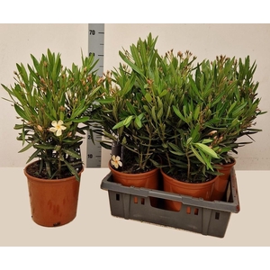 NERI OLEANDER