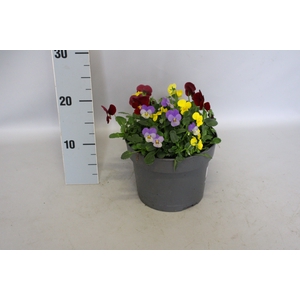 Viola cornuta 19 cm mix Yellow, Honeybee, Lavender Pink