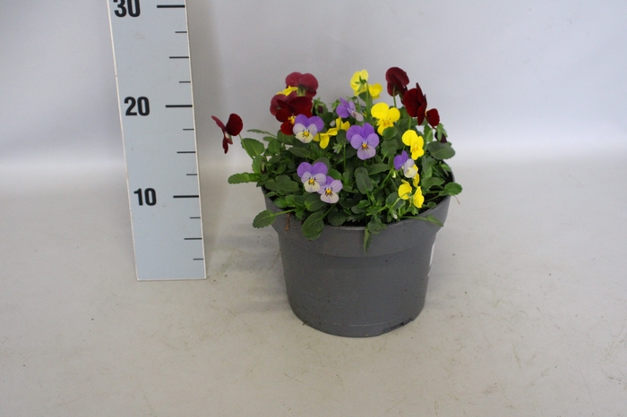 <h4>Viola cornuta 19 cm mix Yellow, Honeybee, Lavender Pink</h4>