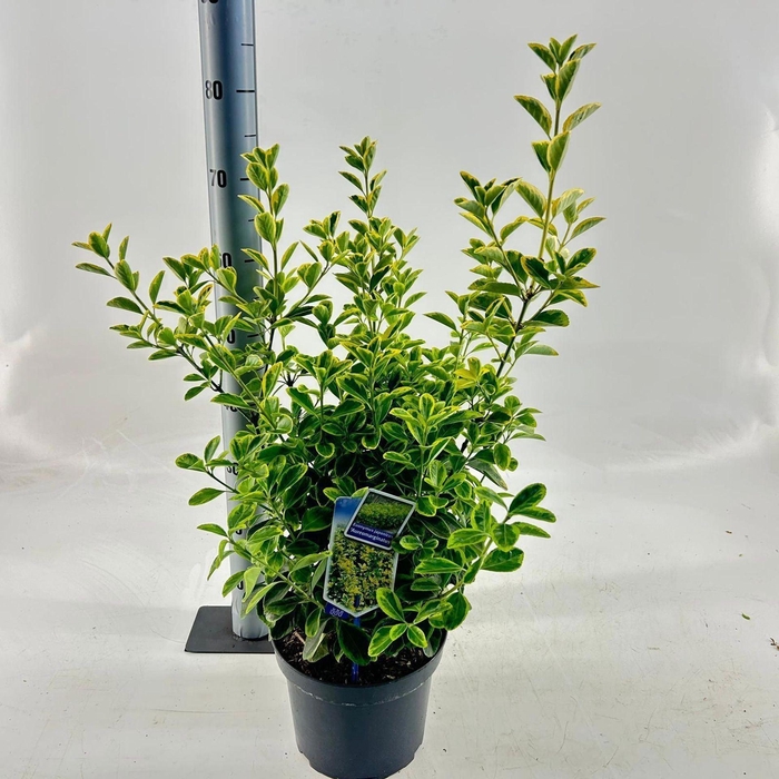 Euonymus japonicus Aureomarginatus