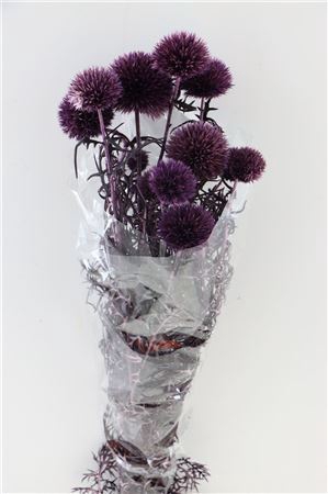 Pres Echinops 10pc Milka Bunch