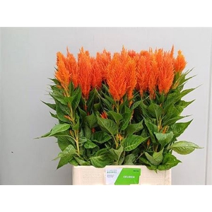Cel P Apricot Brandy