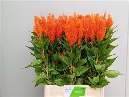 <h4>Cel P Apricot Brandy</h4>