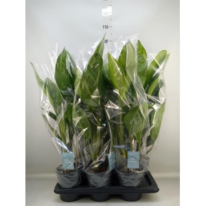 Aglaonema  'Stripes'