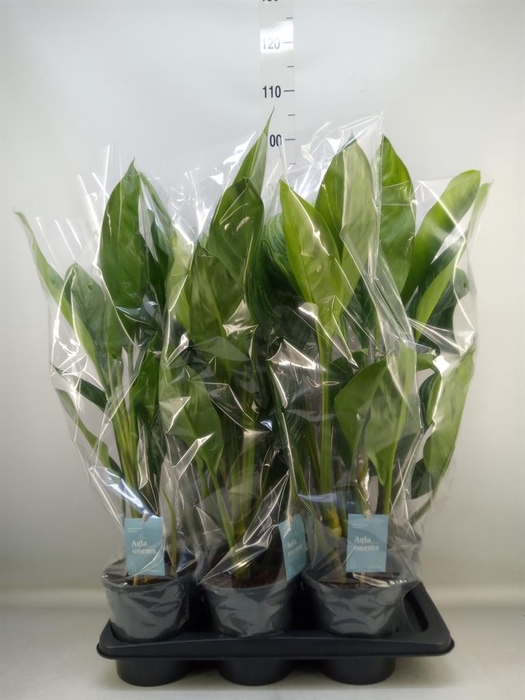 <h4>Aglaonema 'Stripes'</h4>