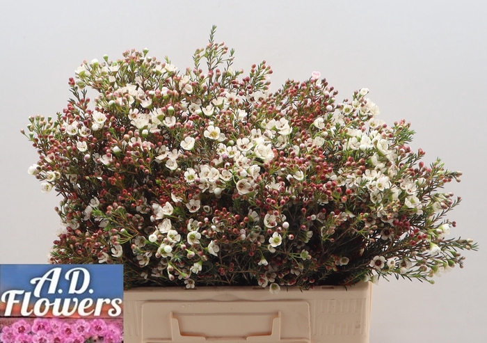 <h4>CHAME MI LIRON</h4>