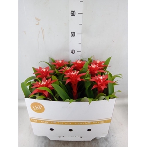 Guzmania  'Confetti'