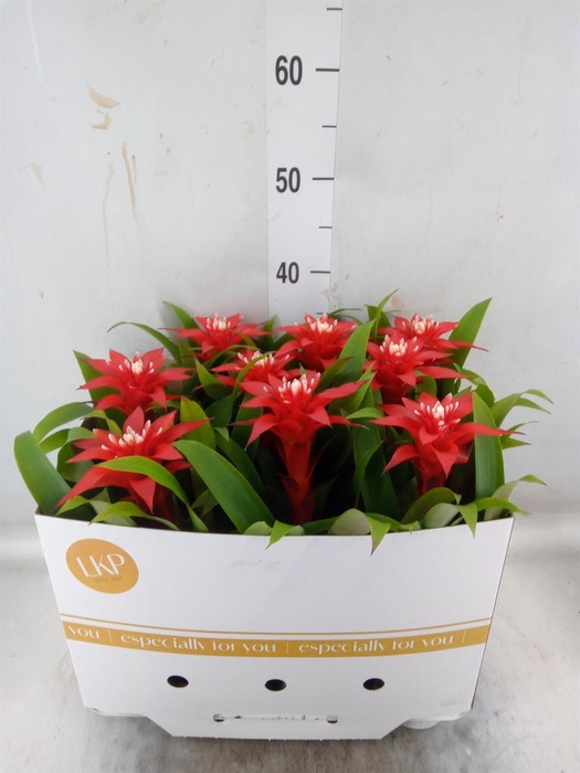<h4>Guzmania  'Confetti'</h4>