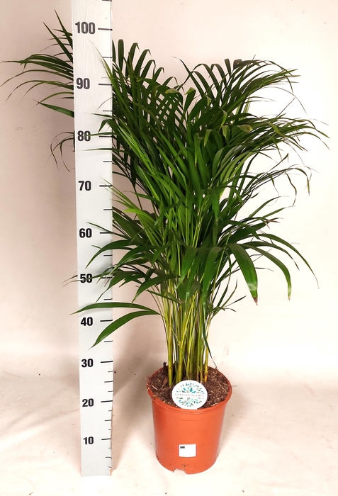 <h4>DYPSIS LUTESCENS</h4>