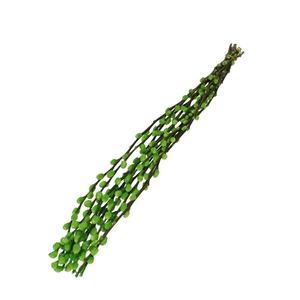 Dried flowers Willow catkins 70cm