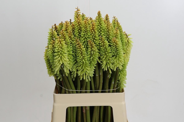 <h4>Kniphofia'Ice Queen</h4>