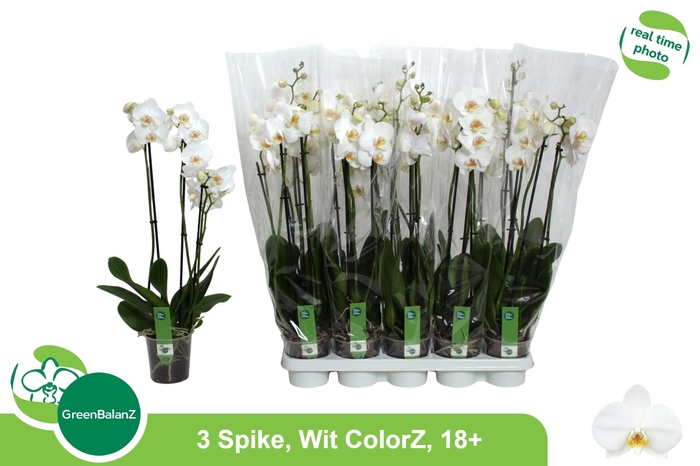 <h4>PHAL OV WIT</h4>