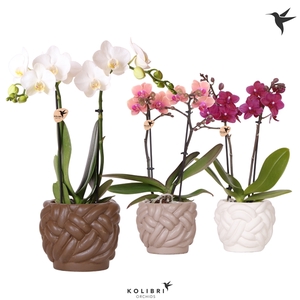 Kolibri Orchids Phalaenopsis mix 2 spike in Rope pot mix