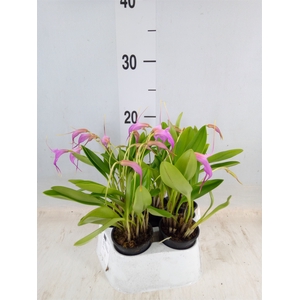 Orchideeen   ...