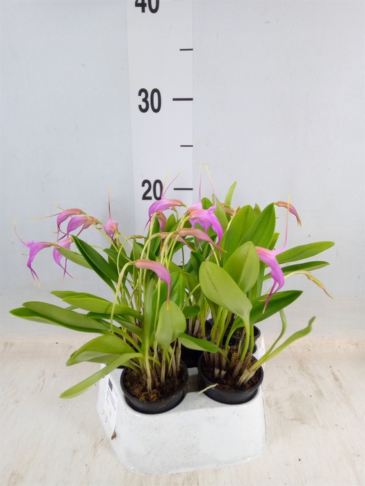 <h4>Orchideeen   ...</h4>