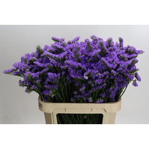 Limonium sinuatum Ana Blue