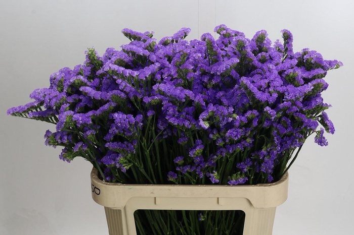 <h4>Limonium sinuatum Ana Blue</h4>