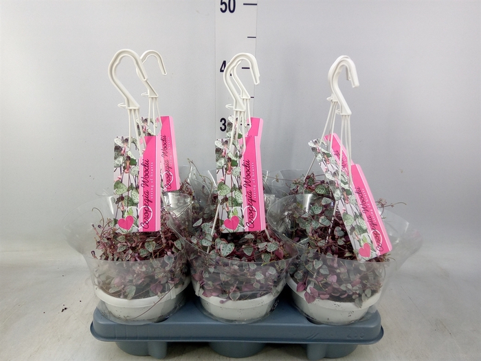 <h4>Ceropegia woodii 'Variegata'</h4>