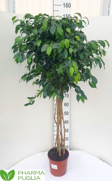 <h4>FIC BE DANIELLE</h4>