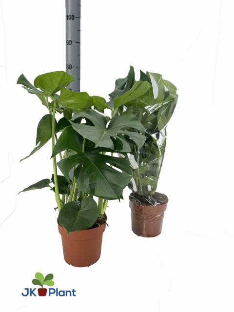 MONSTERA DELICIOSA